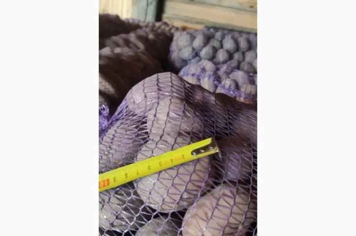 Товарний картопля Шаншай, Белороса та Коннект у продажу- фото № 4