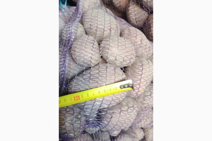 Товарний картопля Шаншай, Белороса та Коннект у продажу- фото № 5