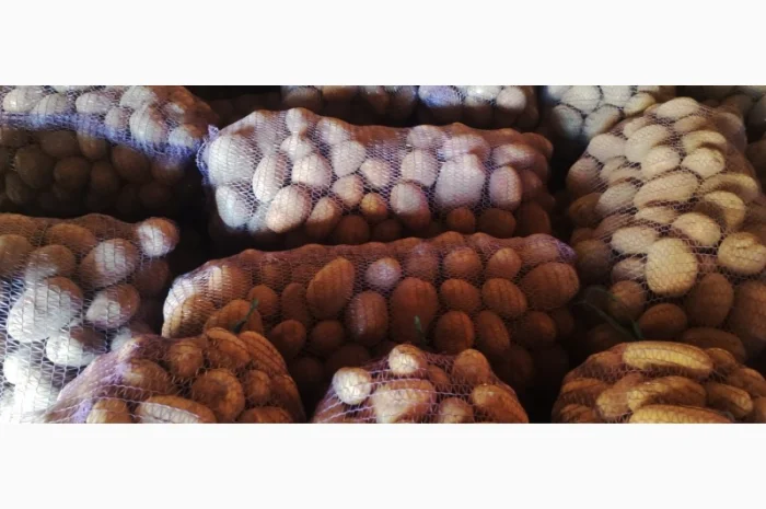 Товарний картопля Шаншай, Белороса та Коннект у продажу- фото № 6