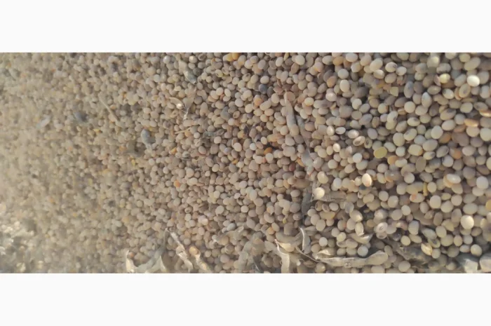 Продается соя высокого качества- фото № 2