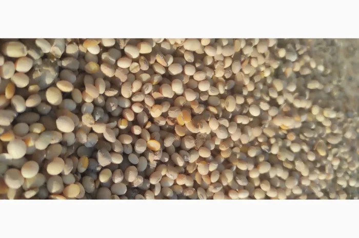 Продается соя высокого качества- фото № 3