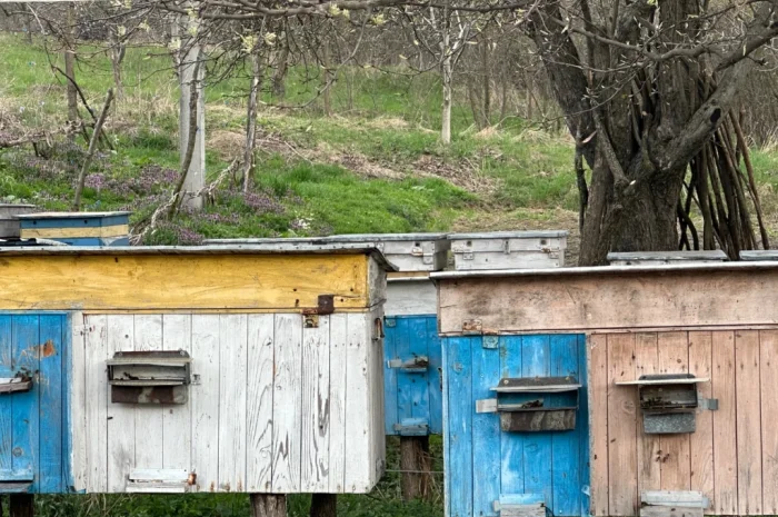 Пропонуються бджолопакети карпатки- фото № 1