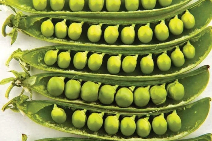 Пропонується насіння солодкого гороху Сомервуд F1- фото № 2