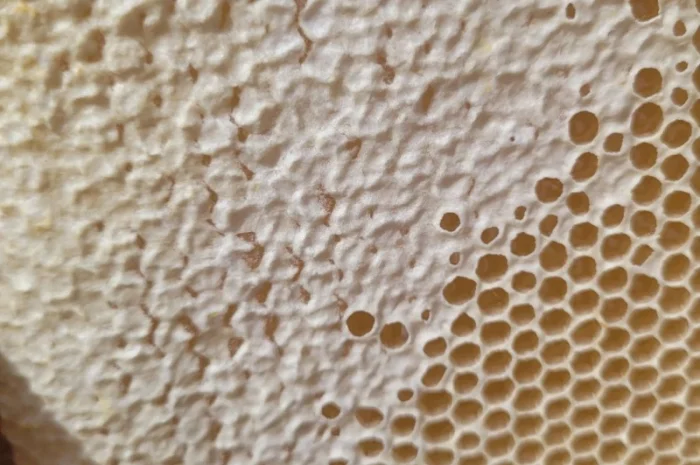 Мед 2025 року, різнотравʼя з соняшником- фото № 2