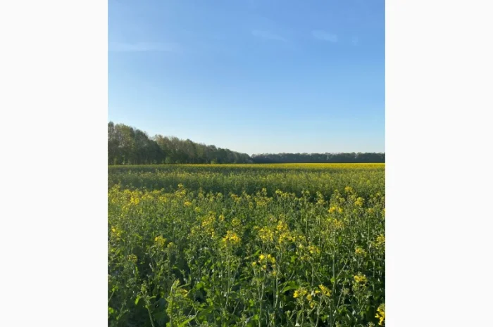 Продается мед рипака 2025 года- фото № 1