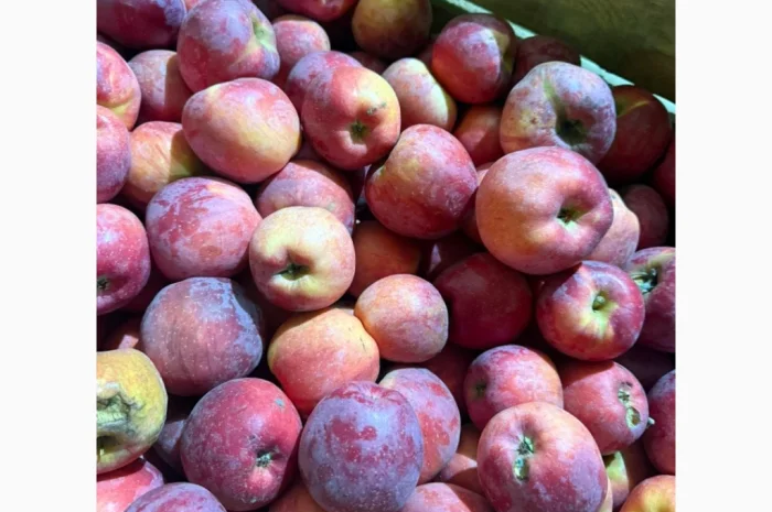 Продаются яблоки различных сортов из холодильника- фото № 4