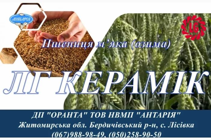 Насіння озимої пшениці ЛГ КЕРАМІК на продаж- фото № 1