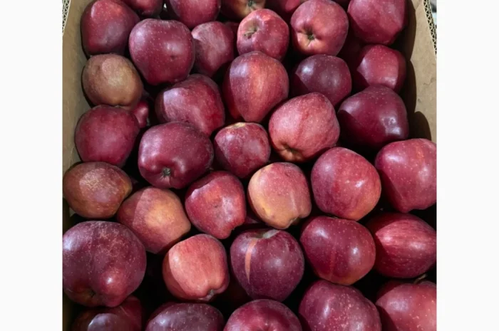 Продаю яблоки различных сортов- фото № 10