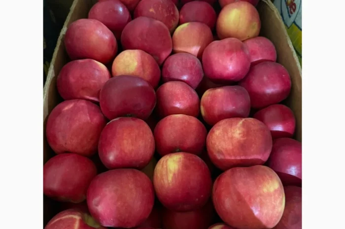 Продаю яблоки различных сортов- фото № 2