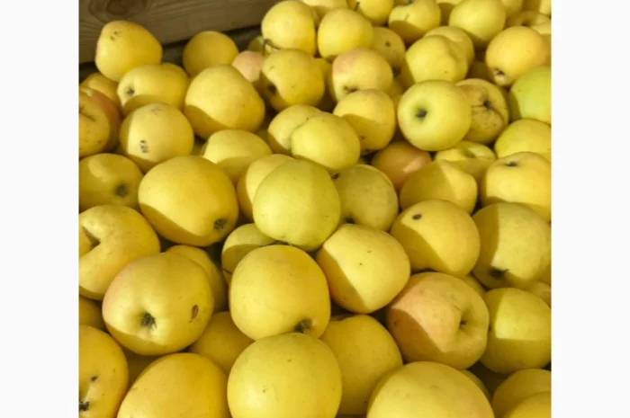 Продаю яблоки различных сортов- фото № 3