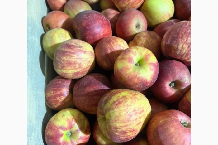 Продаю яблоки различных сортов- фото № 6