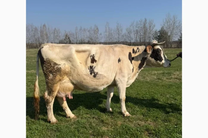 Продается корова, тельная, за 5 телят- фото № 1