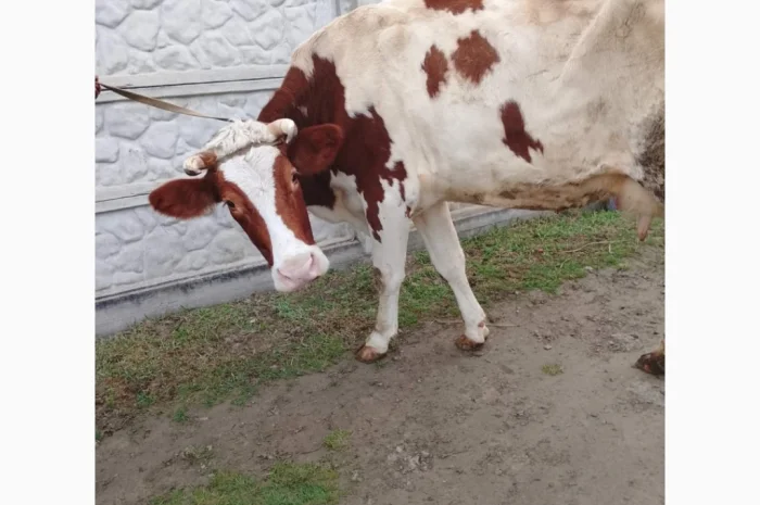 Продается корова Голштин- фото № 1