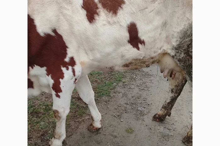 Продается корова Голштин- фото № 2