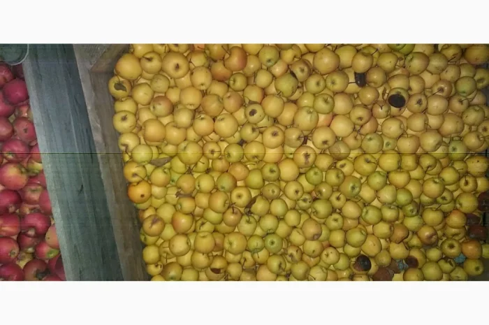 Свежие яблоки сорта Голден оптом- фото № 1