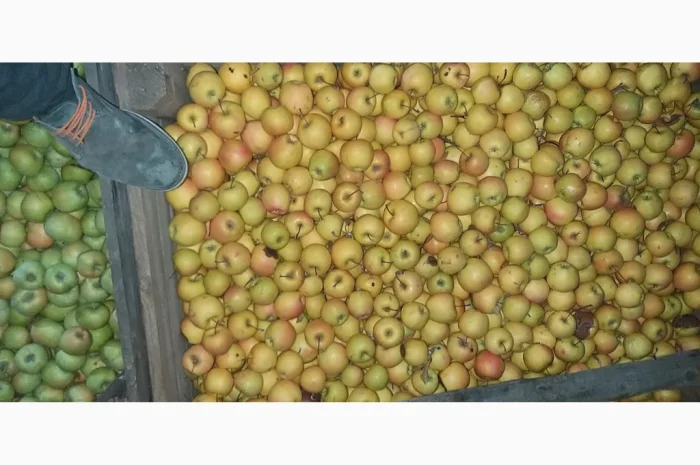 Свежие яблоки сорта Голден оптом- фото № 2