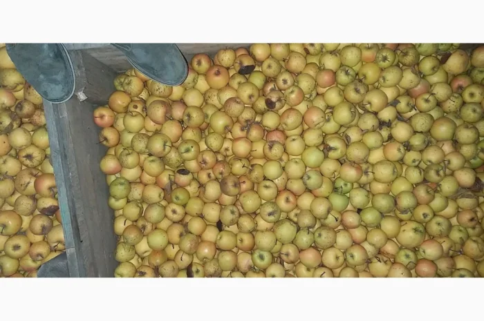 Свежие яблоки сорта Голден оптом- фото № 3