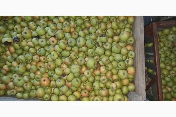 Свежие яблоки сорта Голден оптом- фото № 4