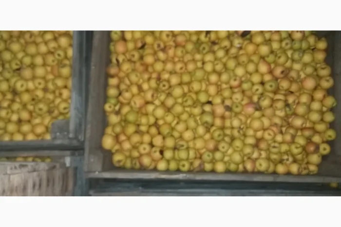 Свежие яблоки сорта Голден оптом- фото № 5