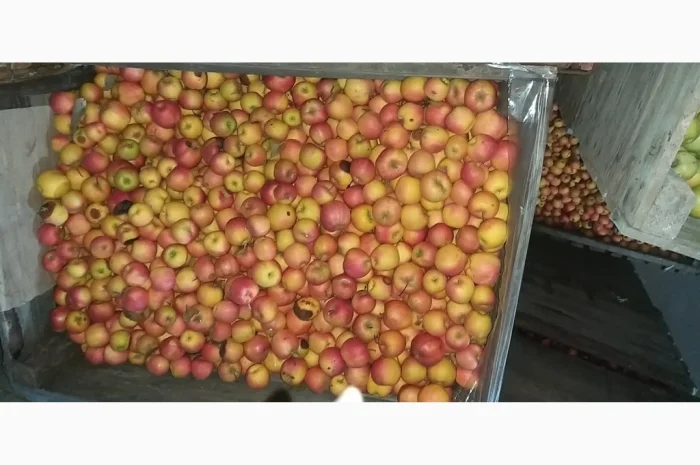 Свежие яблоки сорта Голден оптом- фото № 6