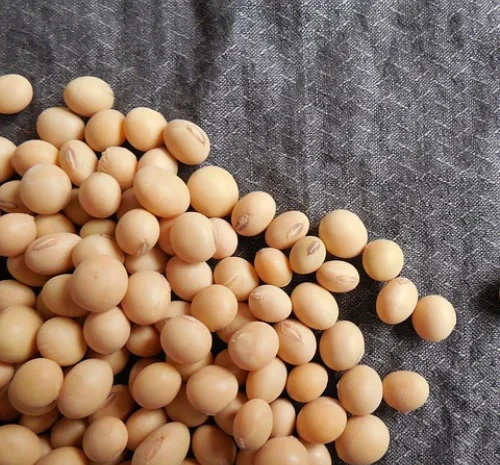 Куплю сою ГМО от 100 тонн в Тернополе- фото № 1