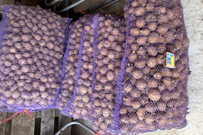 Продам посадкову картоплю- фото № 1