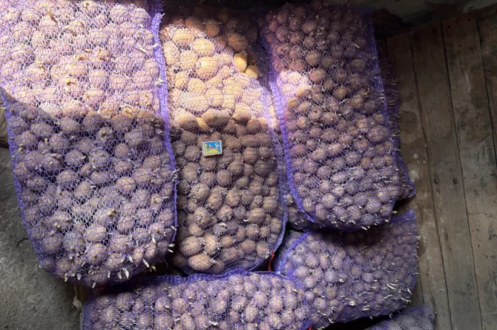 Продам посадкову картоплю- фото № 2