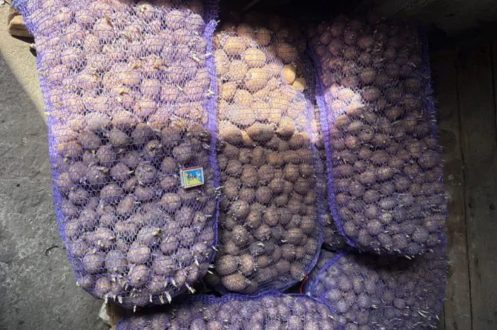Продам посадкову картоплю- фото № 3