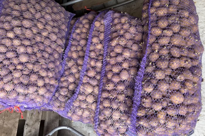 Продам посадкову картоплю- фото № 4