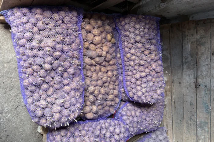 Продам посадкову картоплю- фото № 5