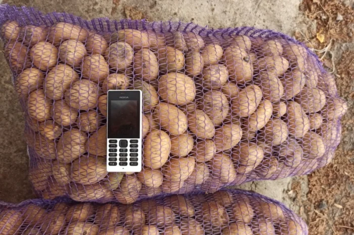 Картопля оптом товарна і насіння сорту Гранада- фото № 3