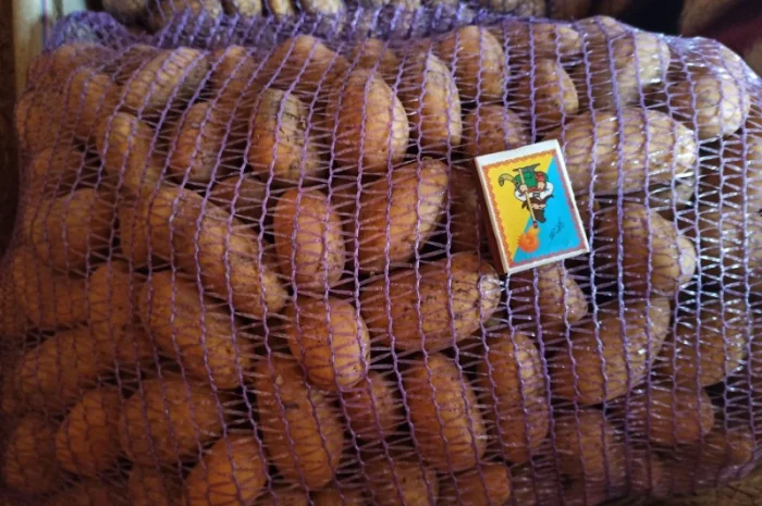 Картопля оптом товарна і насіння сорту Гранада- фото № 2