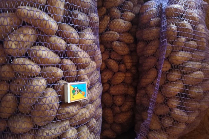 Картопля оптом товарна і насіння сорту Гранада- фото № 1