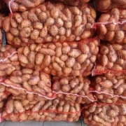 Картопля оптом товарна і насіння сорту Гранада- фото № 5