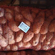 Картопля оптом товарна і насіння сорту Гранада- фото № 6