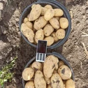 Картопля оптом товарна і насіння сорту Гранада- фото № 7