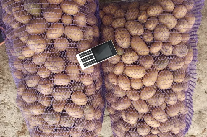 Продам оптом від виробника насіння картоплі Арізона. Умань- фото № 2