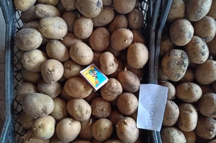 Продам оптом від виробника насіння картоплі Арізона. Умань- фото № 3