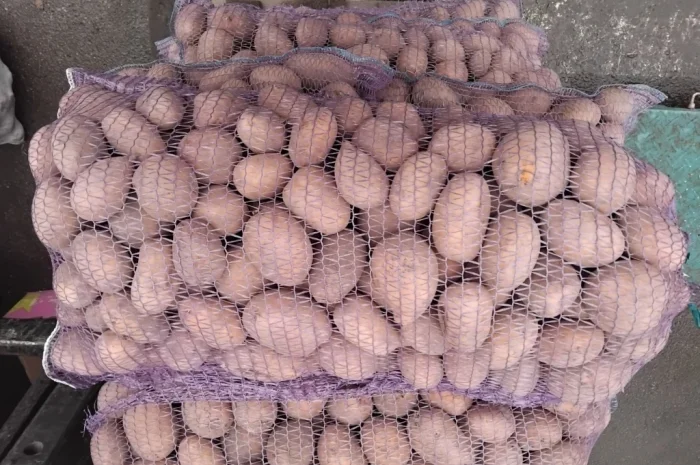 Куплю картошку разных сортов- фото № 2