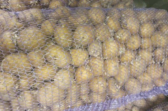 Продам семенной картофель сорта Ривьера- фото № 1