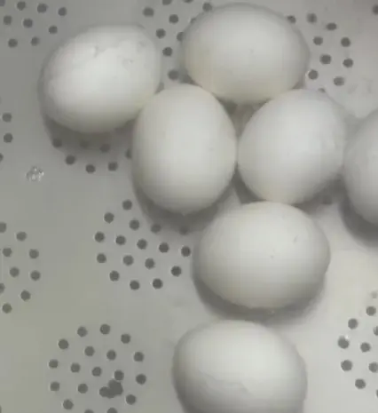 Яйцеварка електрична промислова на 180 л STvega Egg Boiler H180SA- фото № 9