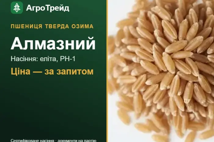 Пшениця тверда Алмазний — насіння еліта, РН-1- фото № 1