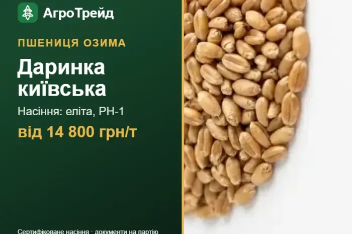 Пшениця Даринка київська — насіння- фото № 1