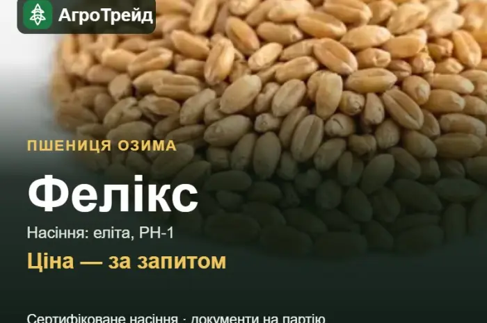 Пшениця Фелікс — насіння еліта, РН-1- фото № 1