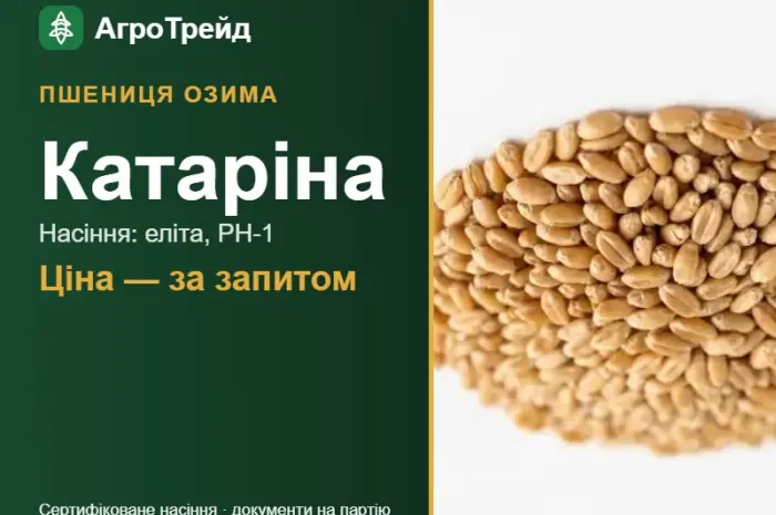 Пшениця Катаріна — насіння еліта, РН-1- фото № 1