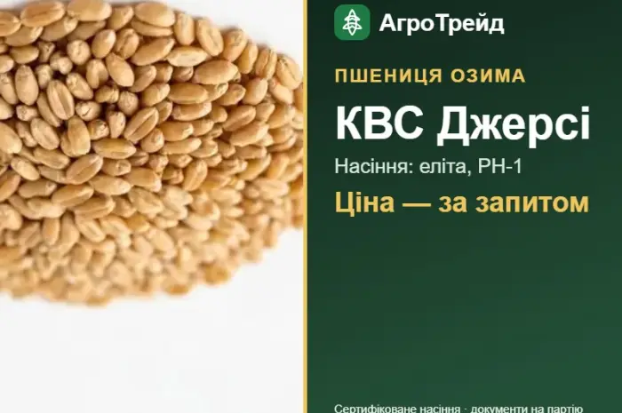 Пшениця КВС Джерсі — насіння еліта, РН-1- фото № 1