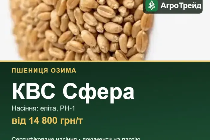Пшениця КВС Сфера — насіння, від 14 800 грн/т- фото № 1