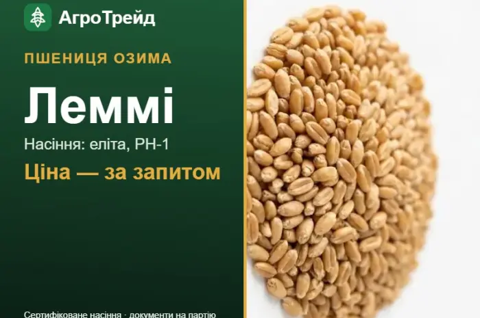 Пшениця озима Леммі — насіння- фото № 1