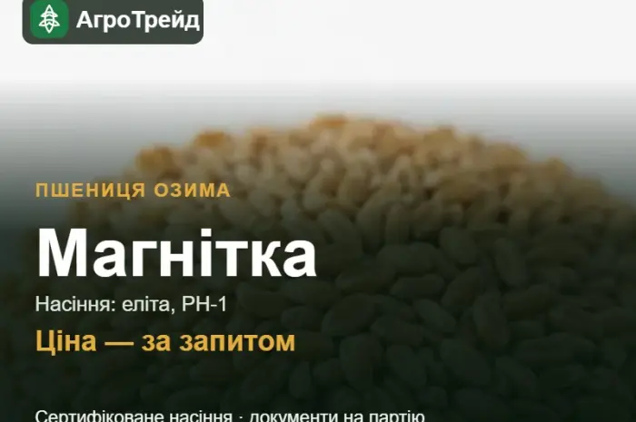 Посівна пшениця Магнітка- фото № 1