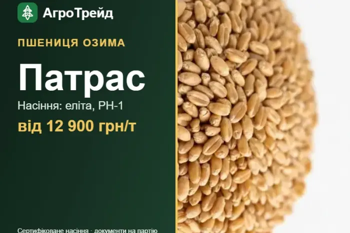 Посівна пшениця Патрас, від 12 900 грн/т- фото № 1